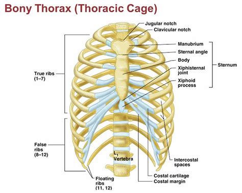 Rib fracture causes, symptoms, diagnosis, healing time & treatment