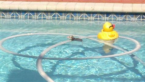 Prevent an Animal From Drowning in Your Pool | PETA