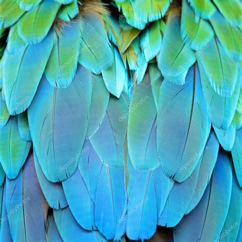 Harlequin Macaw feathers — Stock Photo © panuruangjan #41683099