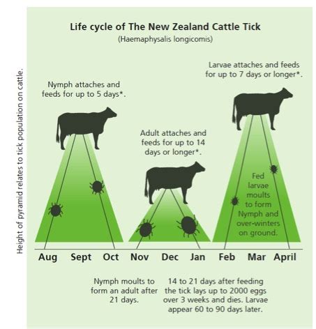 Theileria .. Emerging Disease in Cattle - Vet Centre