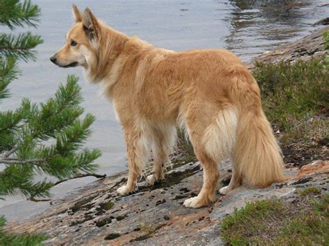 Dutch Shepherd Club: Coat Colors | Dutch shepherd dog, Dog breeds, Colorful coat