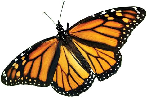 Transparent Butterfly Clipart Png Monarch Butterfly Png Transparent | My XXX Hot Girl