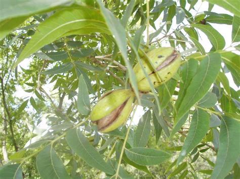 Pecan Nut Harvest & Public Pick Day | Permaculture Sydney Institute