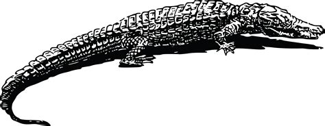 Crocodile Clipart Black And White Outline - Crocodile