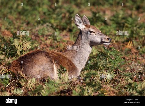 Uk red deer female hi-res stock photography and images - Alamy