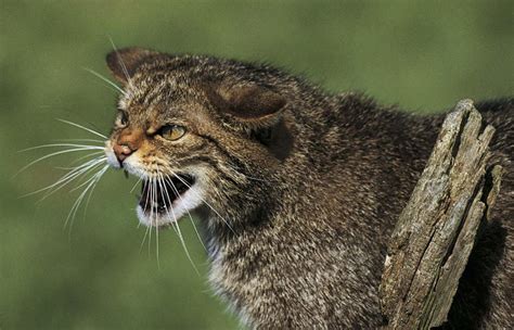 Fact file: Everything you need to know about the Scottish wildcat - The Courier