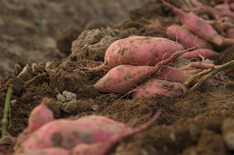 Are Ornamental Sweet Potatoes Edible? | Gardener’s Path