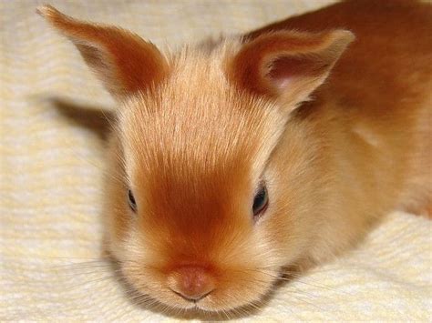 ~ Baby Mini Satin Rabbit ~ | pets and adorable animals | Pinterest ...