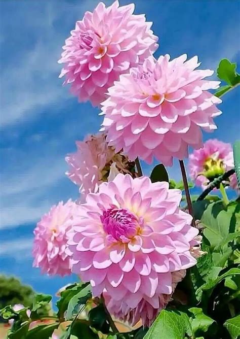 Pin on Георгины | Beautiful flowers pictures, Beautiful flowers, Most beautiful flowers