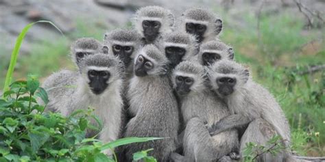 African Monkeys: 10 Iconic Monkeys To Spot On Safari ️