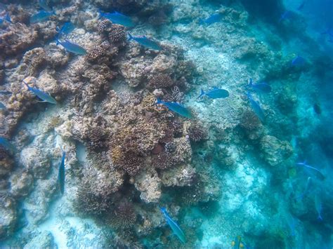 Maldives Snorkeling - The Unbelievable Underwater World