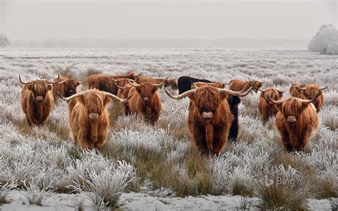 Highland Cattle Wallpapers - Top Free Highland Cattle Backgrounds - WallpaperAccess