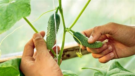 Trellis For Cucumbers In Pots – Slick Garden