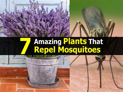 7 Amazing Plants That Repel Mosquitoes