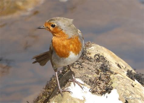 "Little Robin Redbreast" by Sue Gurney | Redbubble