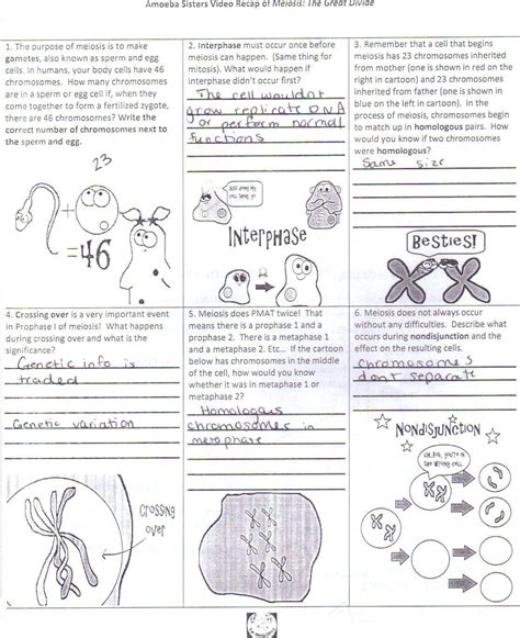 Amoeba Sisters Circulatory System Worksheets