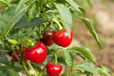 10 Best Companion Plants for Peppers