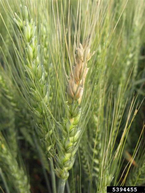 Fusarium wilts, blights, rots and damping-off (Genus Fusarium)