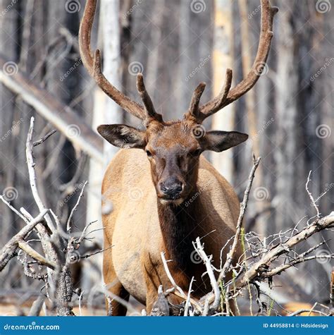 Wapiti stock photo. Image of canada, danger, animal, mammal - 44958814