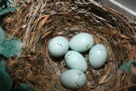 House Finch Eggs, Day 10+! - a photo on Flickriver