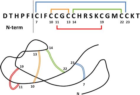 Hepcidin: the amino-acid sequence and structure. Hepcidin is ...