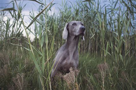 Free Images : weimaraner, hunting dog, vertebrate, vizsla, dog like ...