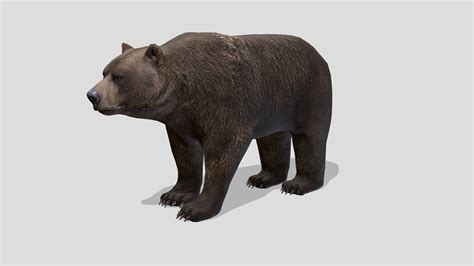 Brown Bear - Buy Royalty Free 3D model by RedDeer (@billl90) [3be130e] - Sketchfab Store