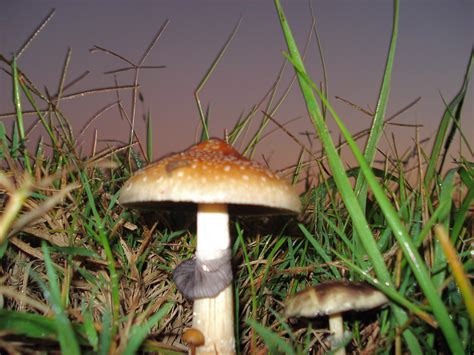 File:Psilocybe Cubensis.JPG - Wikipedia