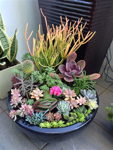 The 25+ best Succulent containers ideas on Pinterest | Succulent ...