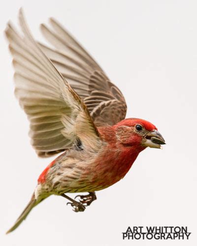 Get the Shot: Backyard Bird Photography