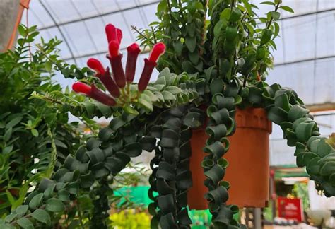 Lipstick Plant Varieties: A-Z Guide Everything You Need To Know - Greenkosh