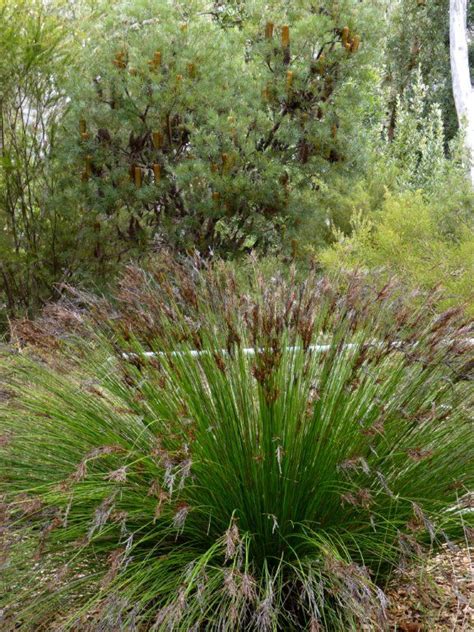 An Australian native grass on display at the National Botanical Gardens ...