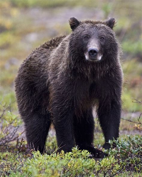 Bear Free Stock Photo - Public Domain Pictures