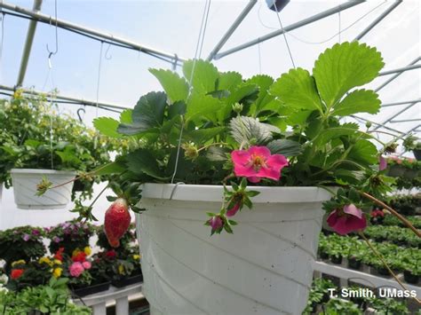 Greenhouse & Floriculture: Greenhouse Strawberry Resources | Center for ...