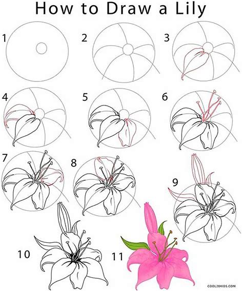 Simple Flower Drawings Step By Step - Famous Step By Step Sketch Flowers References | Bodegawasuon