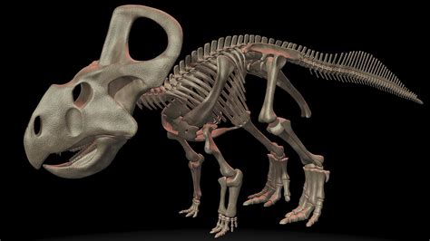 Protoceratops V1 Free 3D Model - .obj .stl - Free3D