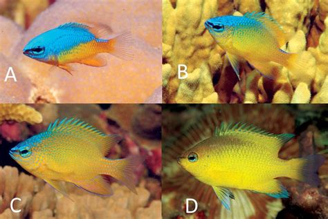 Three new damselfish species