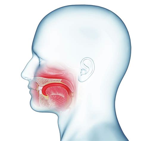 Mouth Anatomy by Pixologicstudio/science Photo Library