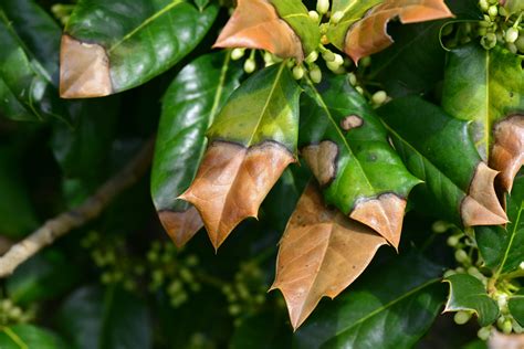 Q&A: Why do my hollies and other evergreens have brown and pale leaves ...