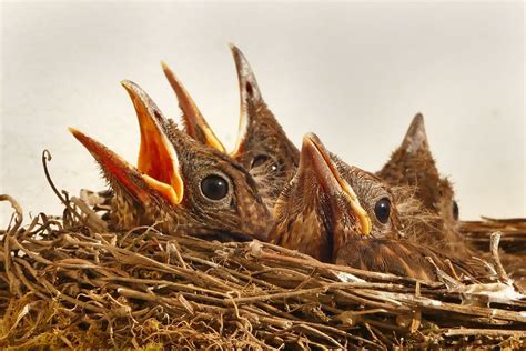 Bird Nesting, Northampton | Tree Surgery & Bird Nesting Season