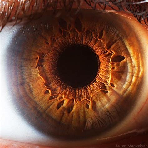 Extreme Close-Ups of the Human Eye | Eye close up, Macro photography eyes, Brown eyes aesthetic