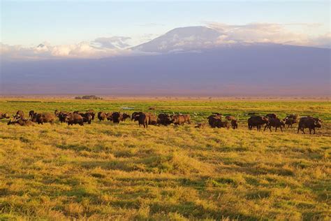 3-Day Amboseli Joining Safari Details | Safariopedia | Explore ...