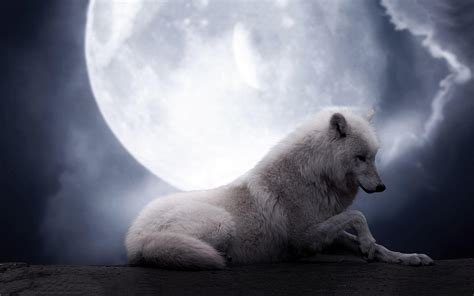 White Wolf Wallpapers - Wallpaper Cave