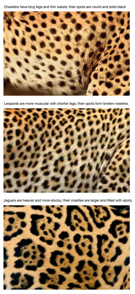 How to tell the difference between cheetah, leopard and jaguar by their spots. | Jaguar animal ...