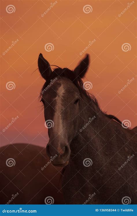 Portrait of a Wild Horse at Sunset Stock Photo - Image of head, equine: 136958344