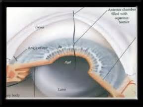 Anatomy of the Eye