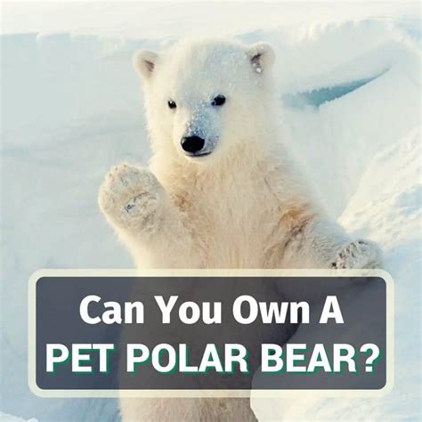 Can You Own A Polar Bear As A Pet? 8 Things You Should Know!