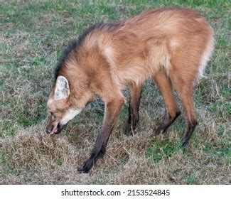 30,053 Wolf in the grass Images, Stock Photos & Vectors | Shutterstock