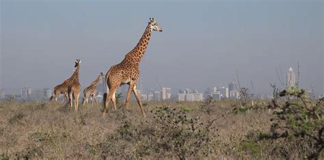 The animals of Nairobi National Park – The Kid Should See This