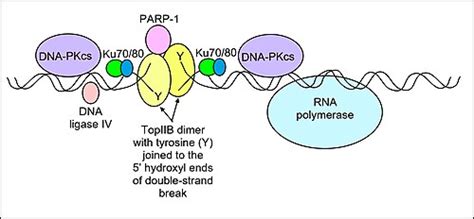 Dna Replication Topoisomerase Function